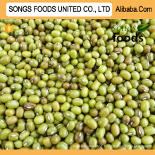 Export To Egypt Songs Foods Green Mung Beans